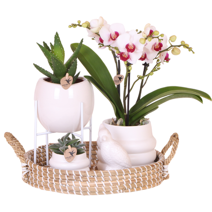 Kolibri Orchids | Coffret Large White | Orchidée Gibraltar Ø9cm + plantes vertes – incl. cache-pots, support & plateau en osier