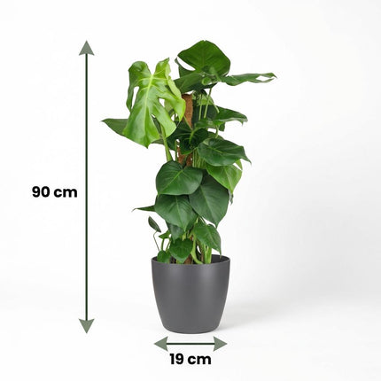 Monstera Deliciosa sur tuteur en mousse - Plante à trous - avec pot gris - ↕90cm - Ø19cm