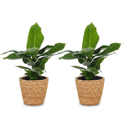 Musa Oriental Dwarf - Dwergbanaan - met Zeegras Mand - ↕30cm - Ø12cm - 2x