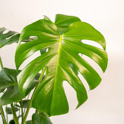 Monstera Deliciosa met mand Selin - ↕80cm - Ø21cm