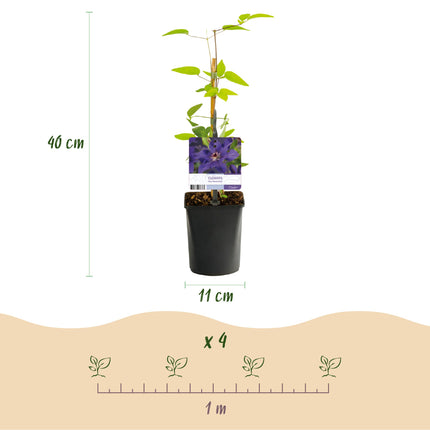 Clematide Presidente - Clematide - Fiore rosa - ↕40cm - Ø11cm - 2x