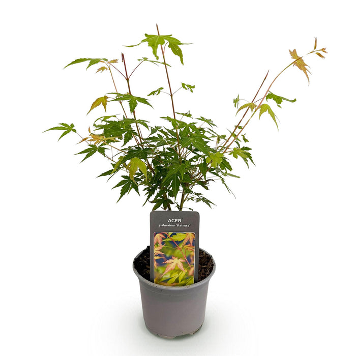 Japanse Esdoorn - Acer Palmatum Katsura - Oranje - ↕35cm - Ø12cm