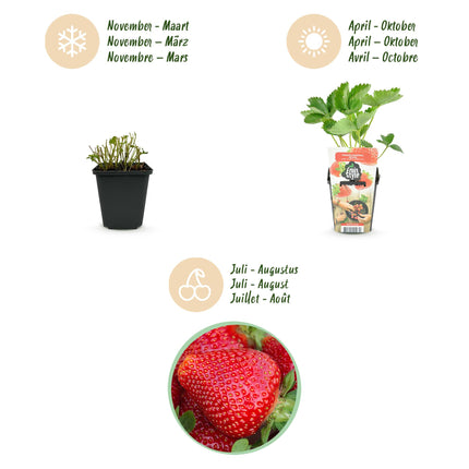 Erdbeerpflanzen – Fragaria maxim – Winterhart – 6 Pflanzen – 9-cm-Topf – Rote Erdbeere