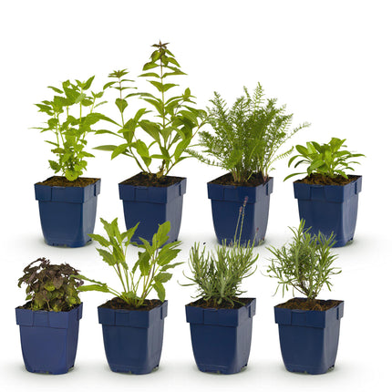 Borderpakket - Geurend - 8 Vaste planten - 1 m2 - Diversen kleuren - Weinig Onderhoud - Ø11cm