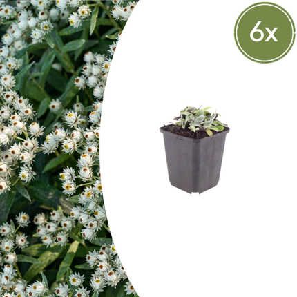 Anaphalis triplinervis - Siberian edelweiss - ↕10-25cm - Ø9cm - 6x