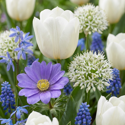 1000x Bulb Garden Blue - Bloembollen - Blauwe bollentuinmix - Diversen - Zomerbloeier - Bolmaat 10/12