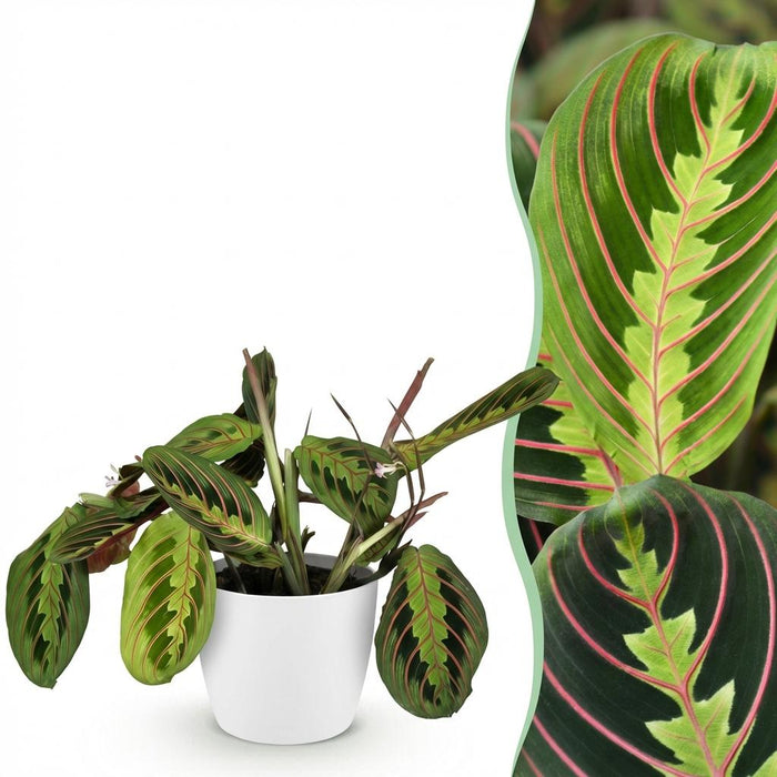 Maranta Fascinator Tricolour - Gebedsplant - met witte plantenpot - ↕25cm - Ø12cm