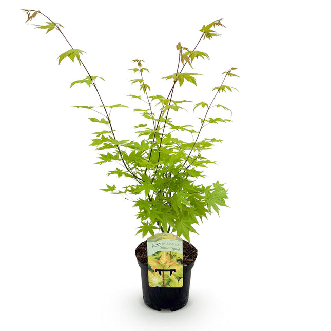 Japanese Maple - Acer palmatum Summergold - Yellow - ↕70cm - Ø19cm