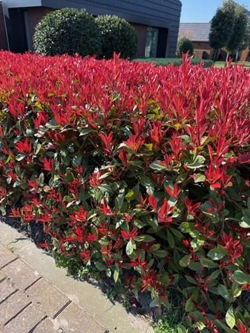 Haagplanten - Photinia fraseri Carre Rouge - blad rood groen - 8 planten - 1 strekkende meter - groenblijvend - pot 9cm hoogte 30-35cm