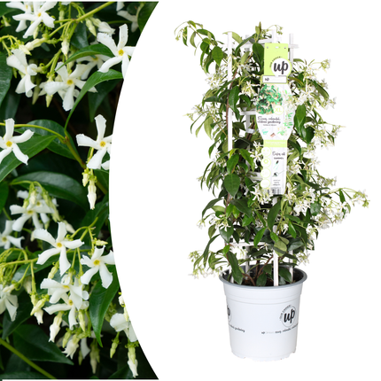 Trachelospermum jasminoides 'Star of Venice' - Toscaanse Jasmijn - ↕70cm - Ø23cm