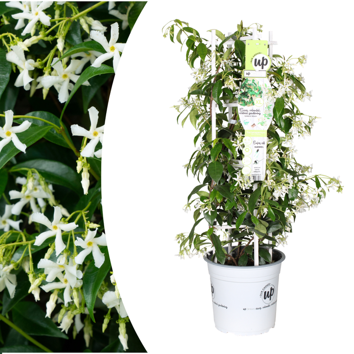 Trachelospermum jasminoides 'Star of Venice' - Toscaanse Jasmijn - ↕70cm - Ø23cm