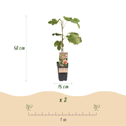 Ficus carica Brun Kalkun - Figentræ - Hårdfør - Stedsegrøn - Lilla Frugt - 2 Planter - 15cm Potte - Højde 50cm