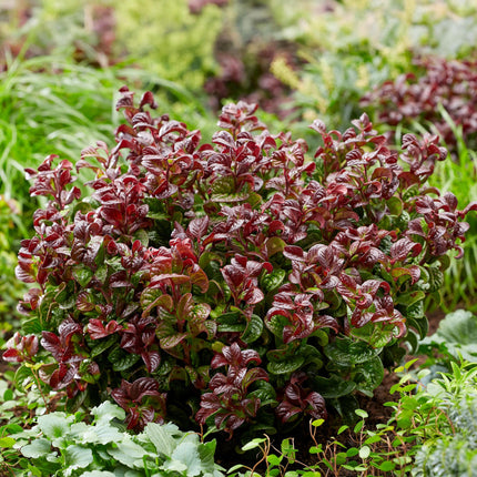Leucothoe Curly Red - Rood - 2 Planten -  Groenblijvend - Weinig Onderhoud - Pot 17cm Hoogte 40cm