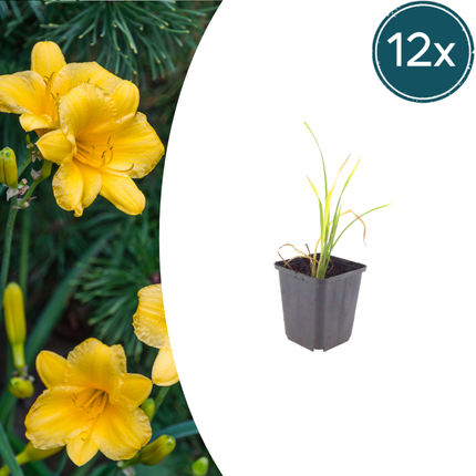 Daylily - Hemerocallis 'Stella de Oro' - ↕10-25cm - Ø9cm - 12x