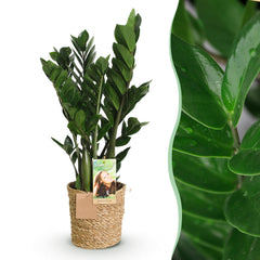 Collection image for: Roślina ZZ (Zamioculcas)
