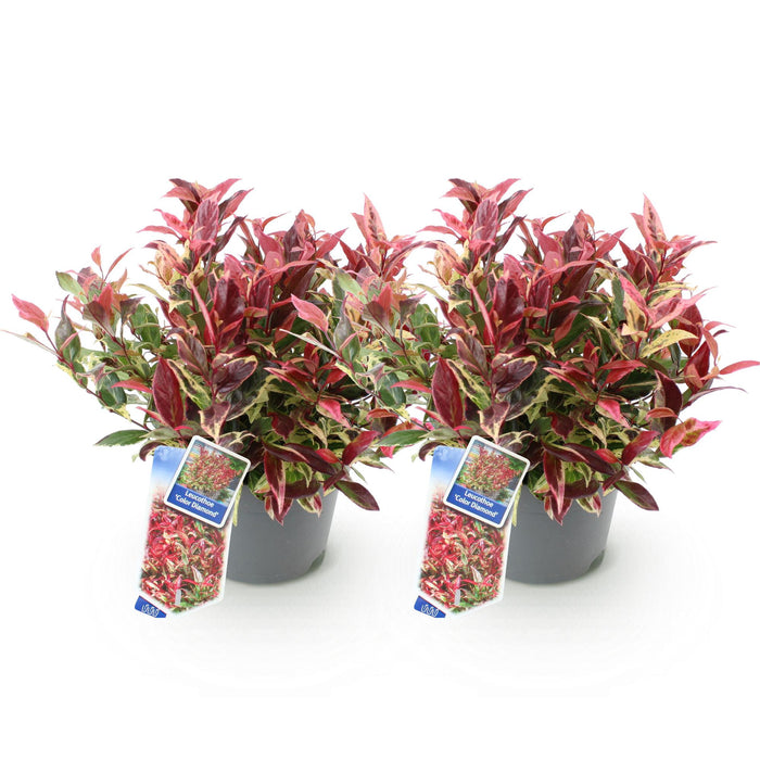 Leucothoe Colour Diamond - Bont - 2 Planten - Groenblijvend - Weinig Onderhoud - Pot 17cm Hoogte 45cm