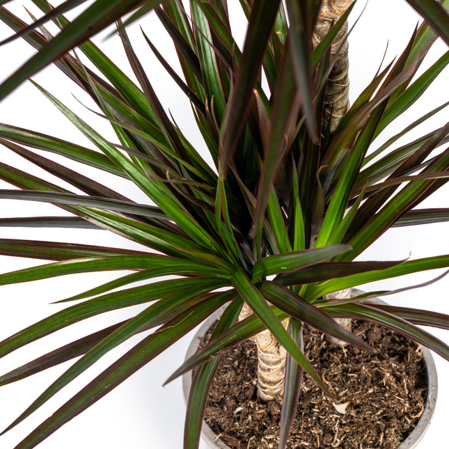 Dracena Marginata Magenta - ↕70-90cm - Ø19cm