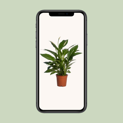 Spathiphyllum Vivaldi - Pianta di Spathiphyllum Vivaldi - ↕70cm - Ø17cm