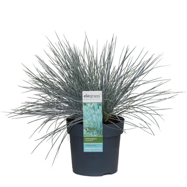 Festuca glauca Azura Blue - Blauw Schapengras - ↕30cm - Ø14cm