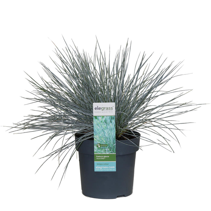 Festuca glauca Azura Blue - Blauw Schapengras - ↕30cm - Ø14cm