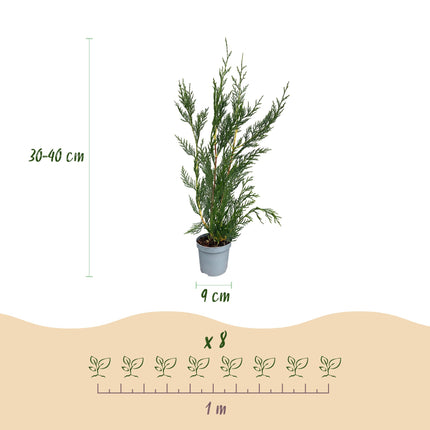 Cupressocyparis leylandii 2011 - Leylandii - 16x Haagplanten - Groenblijvend - Groen - Pot 9cm - Hoogte 30-40cm