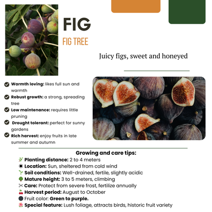Ficus Carica - Organiczne drzewa figowe - ↕20cm - Ø13cm - 6x