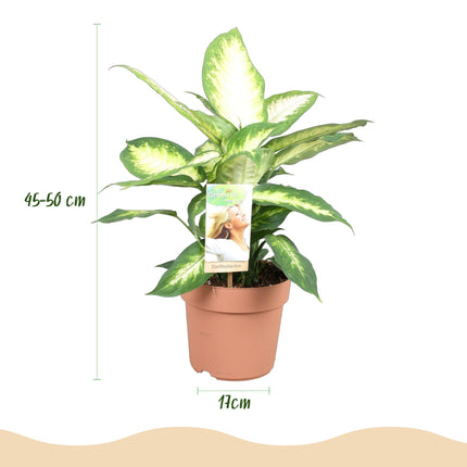 Dieffenbachia Camilla - ↕45-50cm - Ø17cm - 2x