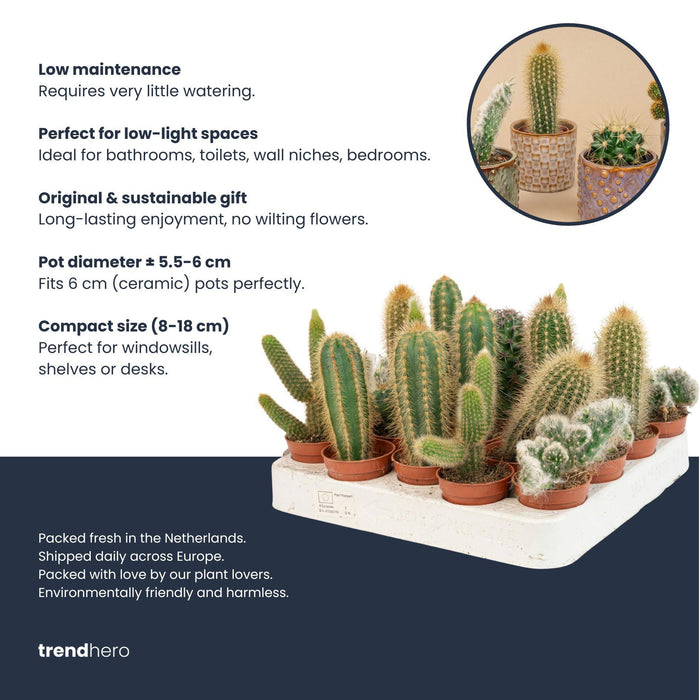 Cactussen set van 3 met rode mini pot - ↕8–12cm - Ø6cm