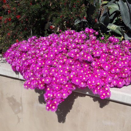 Couvre-sol - Rustique - Delosperma - Lot de 4 - Coloris : Rouge, Jaune, Violet, Rose - Entretien facile - Pot de 14 cm - Hauteur : 17 cm