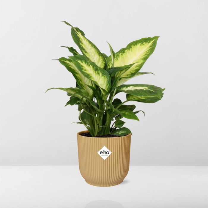 Dieffenbachia ‘Camilla’ in elho Vibes Fold Ø14cm geel