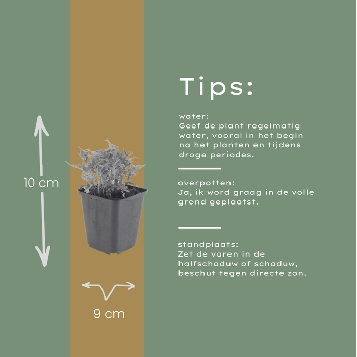 12x Polypodium vulgare - ↕10-25cm - Ø9cm
