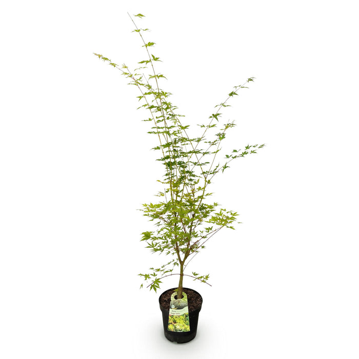 Acer palmatum Sangokaku - Japanse Esdoorn - Bladverliezend - Groen - 1 - Pot 26cm - Hoogte 90cm