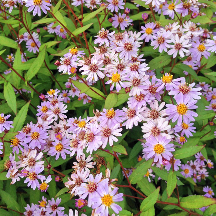 48x Kalimeris incisa 'Blue Star' - ↕10-25cm - Ø9cm