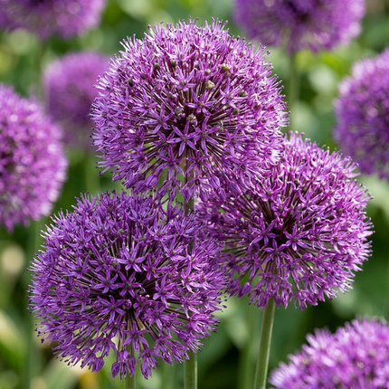 30x Allium Purple Sensation - Bloembollen - Sierui - Paars - Zomerbloeier - Bolmaat 10/12