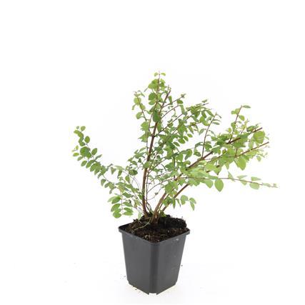 Symphoricarpos Chenaultii 'Hancock' - Sneeuwbes - ↕10-25cm - Ø9cm - 24x