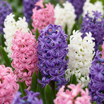 40x Hyacinthus Pastel mix - Bloembollen - Pastel mix hyacint - Pastel - Voorjaarsbloeier - Bolmaat 14/15