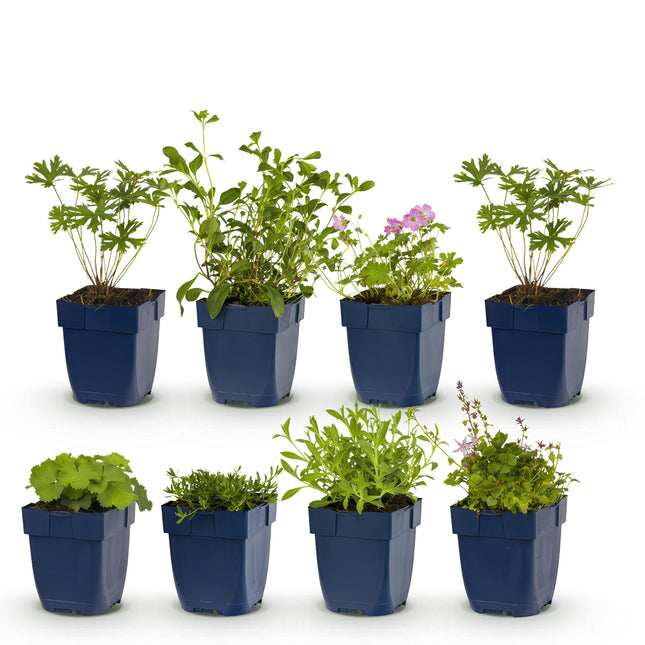 Border Package - Ground Cover - 8 Perennials - 1 m² - Various Colors - Low Maintenance - Ø11cm