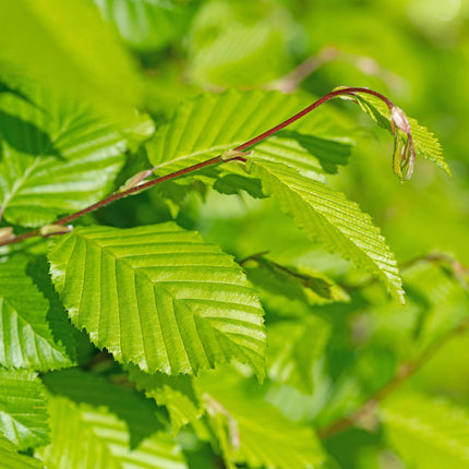 Carpinus Betulus - Siepe di faggio - 1 metro lineare - ↕55cm - Ø17cm - 6x