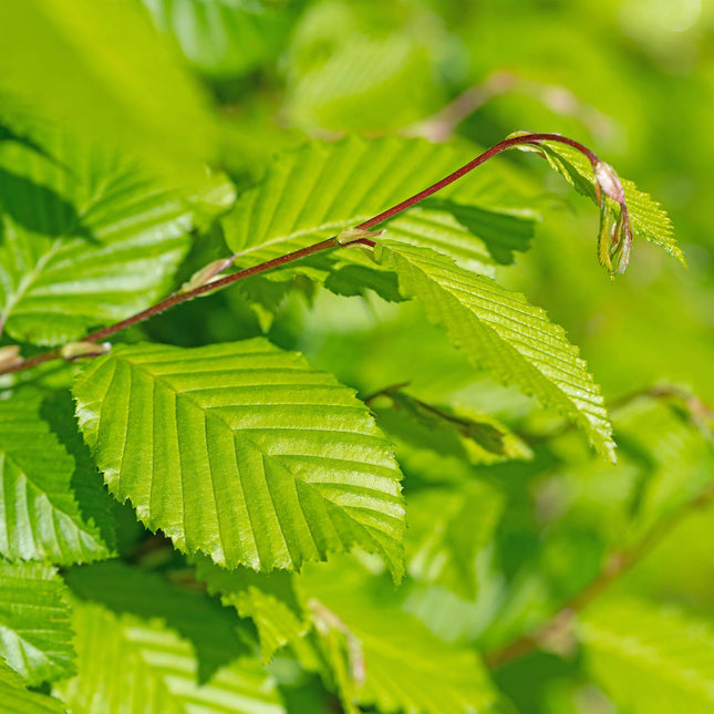 Carpinus Betulus - Siepe di faggio - 1 metro lineare - ↕55cm - Ø17cm - 6x