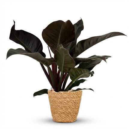 Philodendron Imperial Red - Rood - met Mand - ↕60cm - Ø19cm