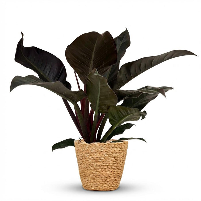 Philodendron Imperial Red - Rood - met Mand - ↕60cm - Ø19cm