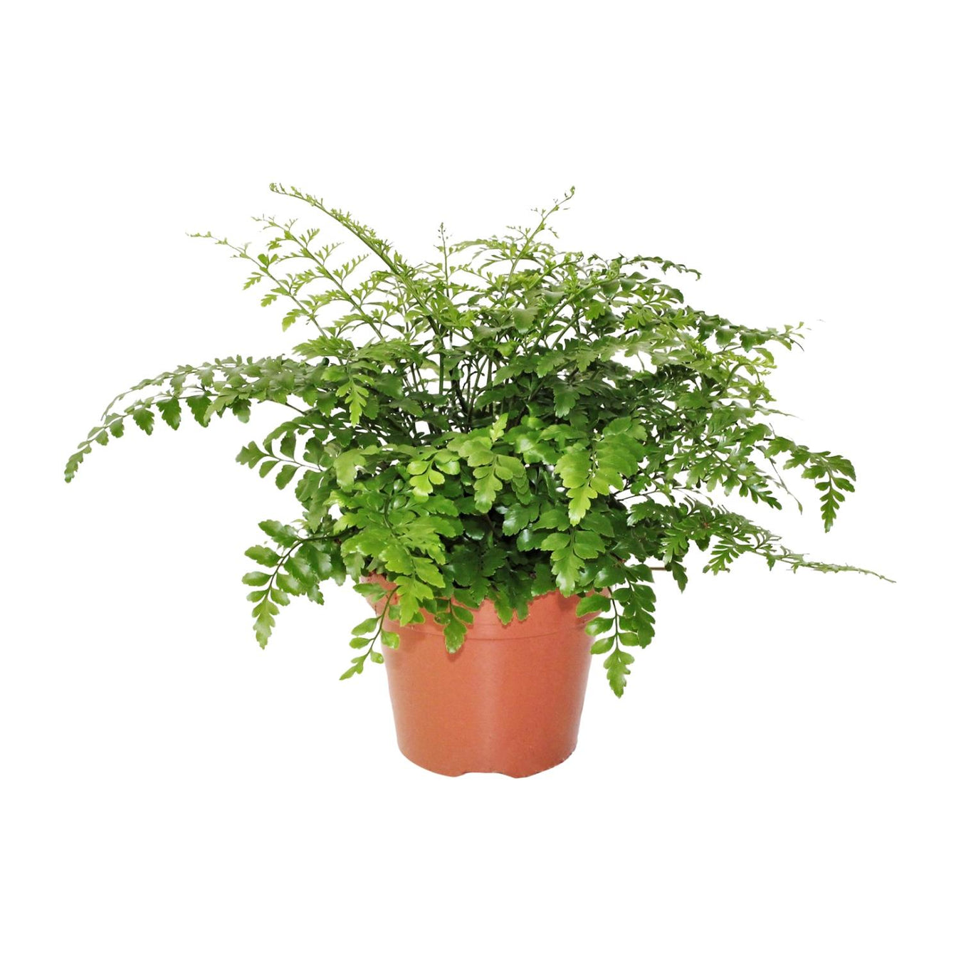 Asplenium (Nestvaren)