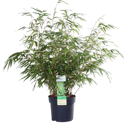 Fargesia rufa - Niet woekerende bamboe - ↕60cm - Ø19cm
