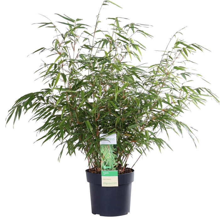 Fargesia rufa - Niet woekerende bamboe - ↕60cm - Ø19cm