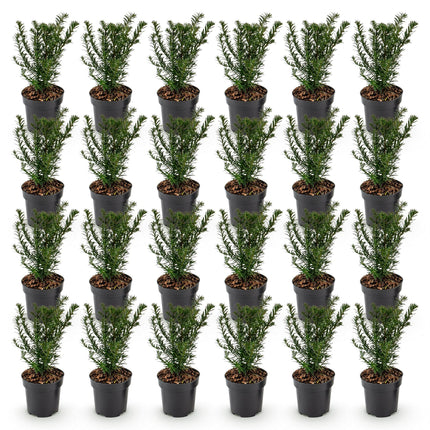 Taxus baccata - Venijnboom - 24x Haagplanten - Groenblijvend - Groen - Pot 9cm - Hoogte 20-30cm