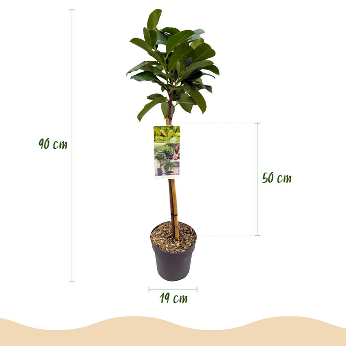 Tuinplant - Prunus lauroverasus Etna® - Plant op stam - Terras Plant - Bladhoudend - Weinig Onderhoud - Pot 19cm Hoogte 90cm