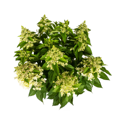 Hortensia paniculata blanca - ↕70-80cm - Ø24cm