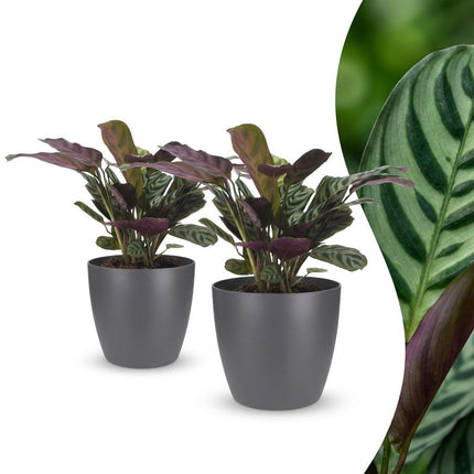 Ctenanthe Burle Marxii - Visgraatplant - 2x - met Potter Grijs - Pot 12cm - Hoogte - 30cm