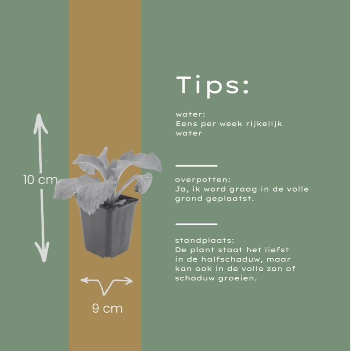 60x Digitalis purpurea - ↕10-25cm - Ø9cm