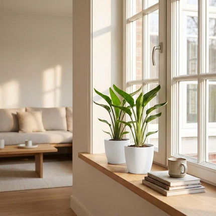 Strelitzia Reginea - Paradijsvogelplant - 4x - met Potter Wit - Pot 12cm - Hoogte - 35cm